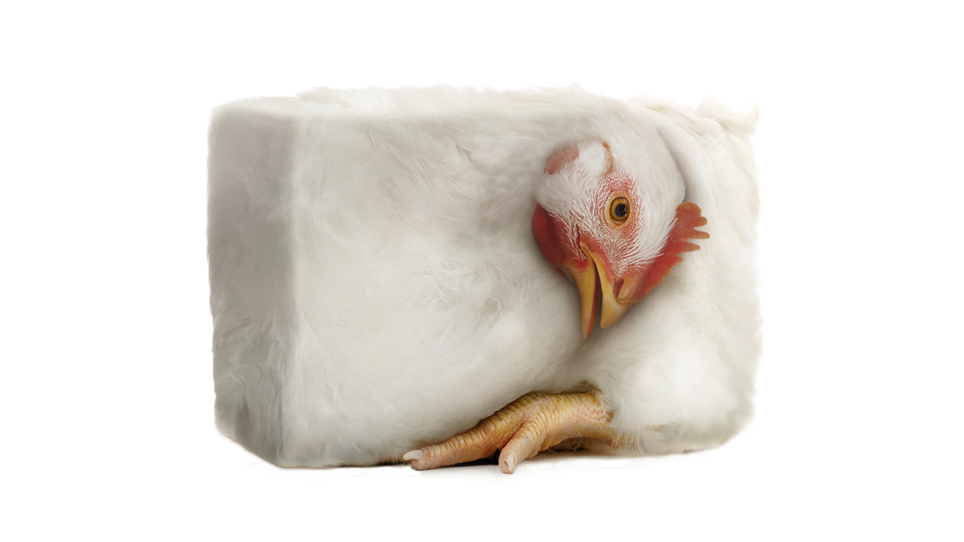 hen
